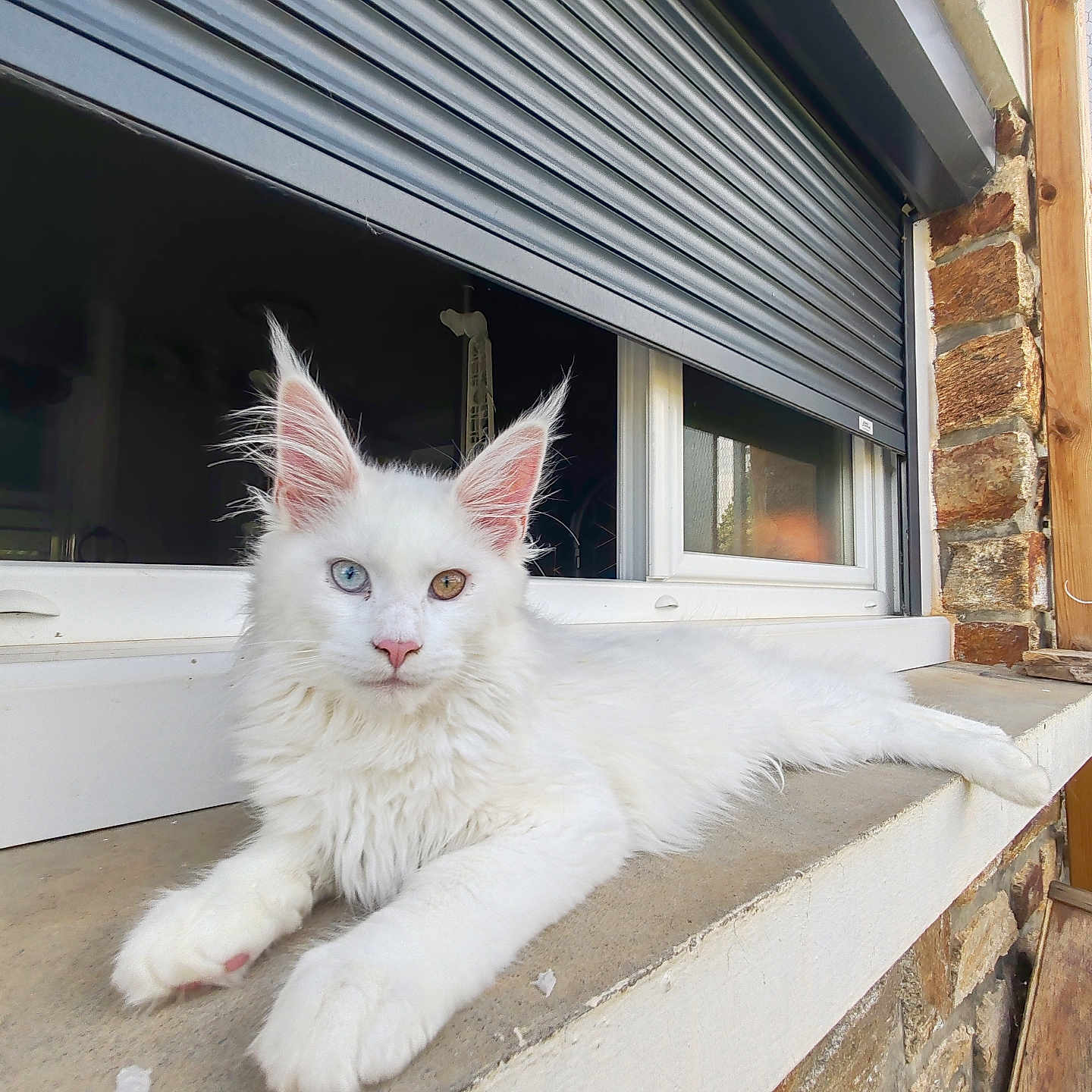 Aston participe au concours pour gagner de l'argent avec cette photo : amber_eye, animal, blue_eye, brick_wall, cat, closeup, domestic_cat, feline, fluffy_fur, heterochromia, outdoor, pet, portrait, relaxed, resting, shutters, stone, white_cat, window, windowsill