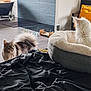 cat, indoor, bed, furniture, pet_bed, fluffy, fur, animal, floor, blanket, home, cozy, modern, bathtub, toy, food_bowl, curtain, pillow, relaxing, domestic