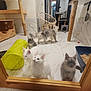 kitten, cat, indoor, pets, playroom, scratching_post, glass_door, feline, floor, tunnel, curious, white_cat, grey_cat, multi_cat, pet_toys, hanging_chair, tile_floor, cage, litter_box, cute