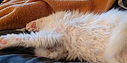 Aston participe au concours pour gagner de l'argent avec cette photo : cat, sleeping, white_fur, fluffy, paw, blanket, cozy, indoor, resting, cute, pet, feline, soft, relaxed, animal, fur, comfort, napping, bed, domestic