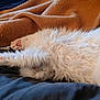 cat, sleeping, white_fur, fluffy, paw, blanket, cozy, indoor, resting, cute, pet, feline, soft, relaxed, animal, fur, comfort, napping, bed, domestic
