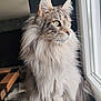 abyssinian, angora, animal, boy, cat, child, hardwood, kitten, male, manx, person, pet, plywood, siamese, window, windowsill, wood