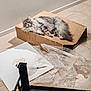 angora, animal, bag, blade, box, canine, cardboard, carton, cat, dog, dogbed, hardwood, kitten, knife, manx, pet, weapon, wood