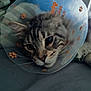 abyssinian, animal, cat, chair, couch, cushion, furniture, homedecor, kitten, manx, ocelot, pet, siamese, sphere