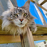 Twelve participe au concours pour gagner de l'argent avec cette photo : cat, maine_coon, long_hair, outdoor, wood, platform, ears, fence, sky, green_eyes, close_up, pet, animal, whiskers, face, relaxed, nature, sunlight, portrait, fluffy