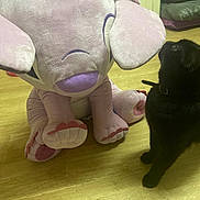 Lya participe au concours pour gagner de l'argent avec cette photo : animal, black_cat, collar, curious_cat, cute, domestic_cat, elephant_toy, floor, furniture, home, indoor, indoor_light, looking_up, pet, pet_accessory, playful, plush_toy, stuffed_animal, toy, wooden_floor