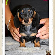 Brune participe au concours pour gagner de l'argent avec cette photo : puppy, dachshund, dog, pet, hands, carpet, portrait, closeup, black_and_tan, cute, animal, indoor, person, jewelry, bracelet, ring, framed_photo, cartoon, bird, text