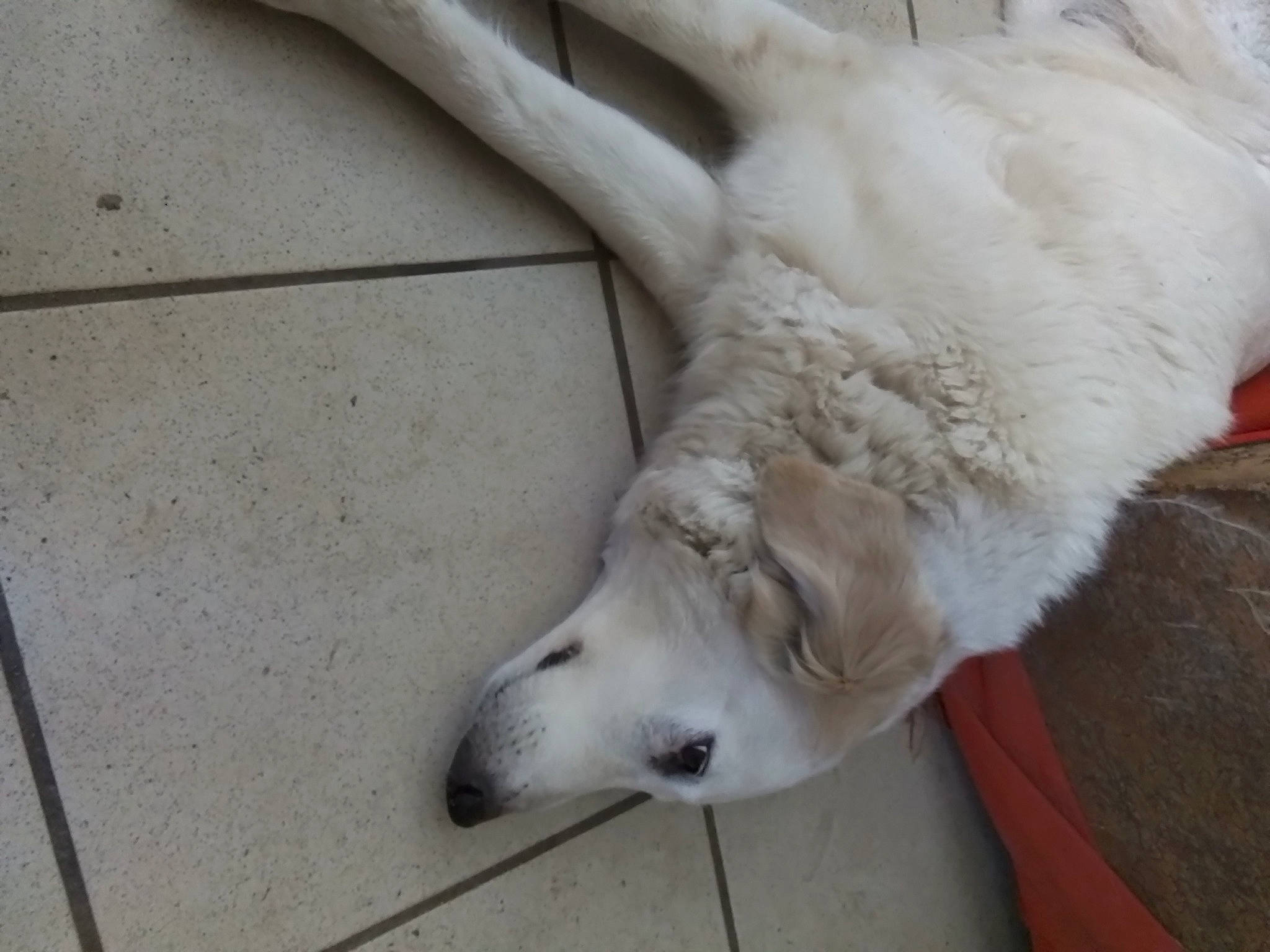 Oshi participe au concours pour gagner de l'argent avec cette photo : canidae, carnivore, claw, companion_dog, dog, dog_breed, fawn, felidae, foot, fur, jaw, non_sporting_group, paw, retriever, snout, sporting_group, tail, terrestrial_animal, whiskers, working_animal