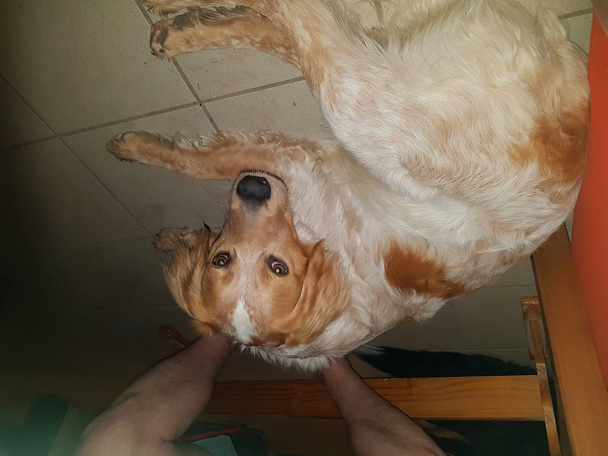 Oshi participe au concours pour gagner de l'argent avec cette photo : art, artifact, canidae, carnivore, companion_dog, dog, dog_breed, ear, fawn, foot, fur, gesture, jaw, natural_material, snout, sporting_group, terrestrial_animal, whiskers, wood, working_animal