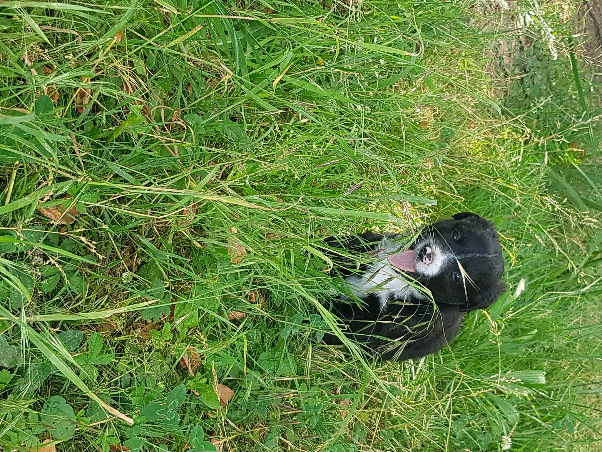 Oshi a rejoint le concours — aidez-le/la à gagner de superbes lots ! canidae, carnivore, dog_breed, grass, grass_family, grassland, groundcover, herbaceous_plant, pasture, people_in_nature, plant, prairie, shrub, shrubland, soil, sporting_group, subshrub, terrestrial_animal, terrestrial_plant, wildlife
