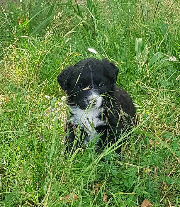 Oshi a rejoint le concours — aidez-le/la à gagner de superbes lots ! canidae, carnivore, companion_dog, dog, dog_breed, grass, grassland, groundcover, herding_dog, hierochloe, non_sporting_group, pasture, plant, prairie, spaniel, sporting_group, terrestrial_animal, toy_dog, whiskers, working_animal