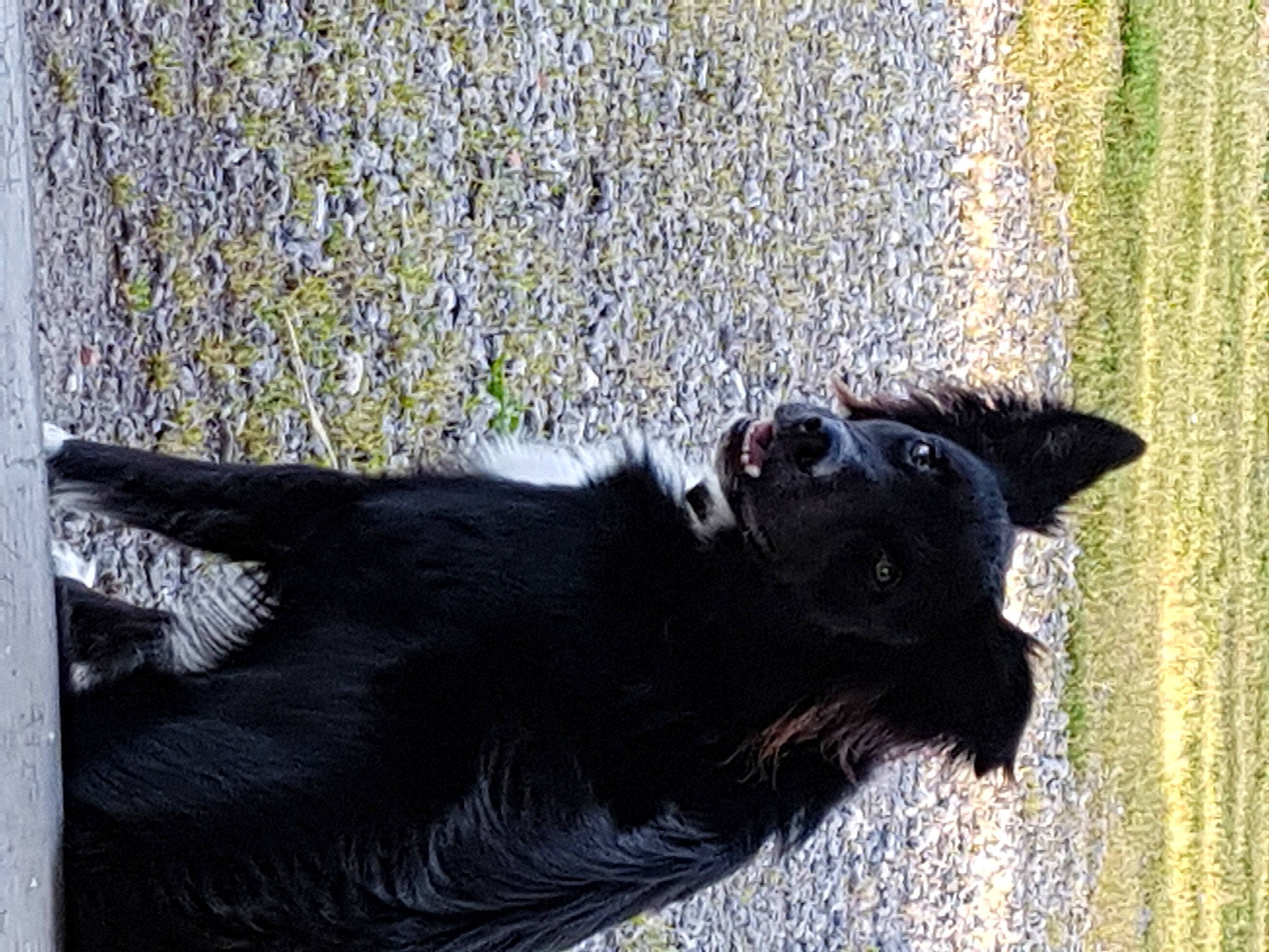 Oshi participe au concours pour gagner de l'argent avec cette photo : black_cat, canidae, carnivore, crow_like_bird, dog_breed, domestic_short_haired_cat, felidae, fur, grass, grey, shadow, small_to_medium_sized_cats, sporting_group, tail, terrestrial_animal, tints_and_shades, tree, trunk, whiskers, wood