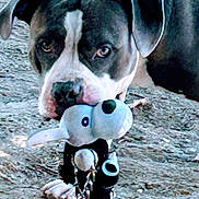 Rocky joined the competition — help win amazing prizes! dog, stuffed_toy, animal, pet, outdoor, ground, black_and_white, canine, toy, playful, closeup, face, ears, nose, paw, fur, animal_portrait, daylight, curious, standing