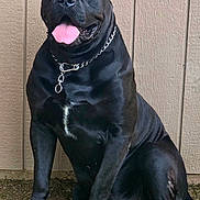 Phildo is registered to the contest to win money with this photo: dog, black_dog, sitting, tongue_out, chain_collar, outdoor, wooden_wall, pet, canine, happy, muscular, ears, paw, fur, animal, ground, nature, portrait, companion, domestic_animal