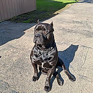 Phil The Cane is registered to the contest to win money with this photo: black_dog, building, chain, collar, companion, concrete, dog, domestic_animal, driveway, grass, outdoor, pavement, paws, pet, portrait, shadow, sitting, sunlight, wall, yard