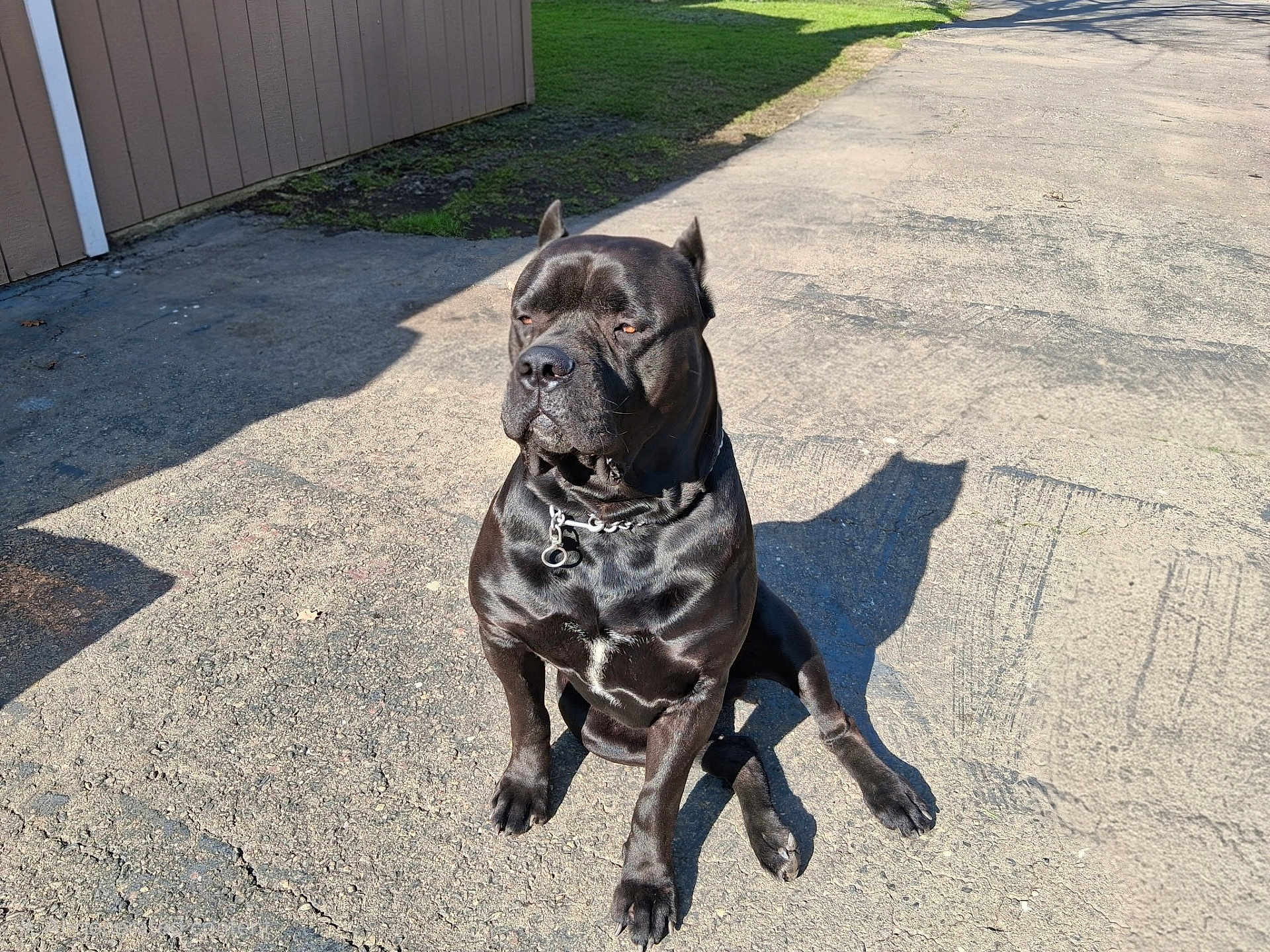 Phil The Cane is registered to the contest to win money with this photo: black_dog, building, chain, collar, companion, concrete, dog, domestic_animal, driveway, grass, outdoor, pavement, paws, pet, portrait, shadow, sitting, sunlight, wall, yard