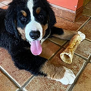 Bear is registered to the contest to win money with this photo: puppy, dog, bernese_mountain_dog, tongue_out, bone, tile_floor, paw, black_fur, white_fur, brown_fur, pet, indoor, cute, animal, canine, lying_down, playful, happy, young_dog, companion