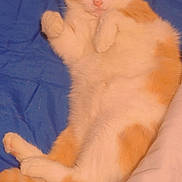 Tiny joined the competition — help win amazing prizes! animal, blanket, blue_blanket, cat, cozy, cute, domestic_animal, ears, feline, fur, indoor, lying_down, orange_cat, pet, relaxed, resting, sleepy, tail, whiskers, white_cat