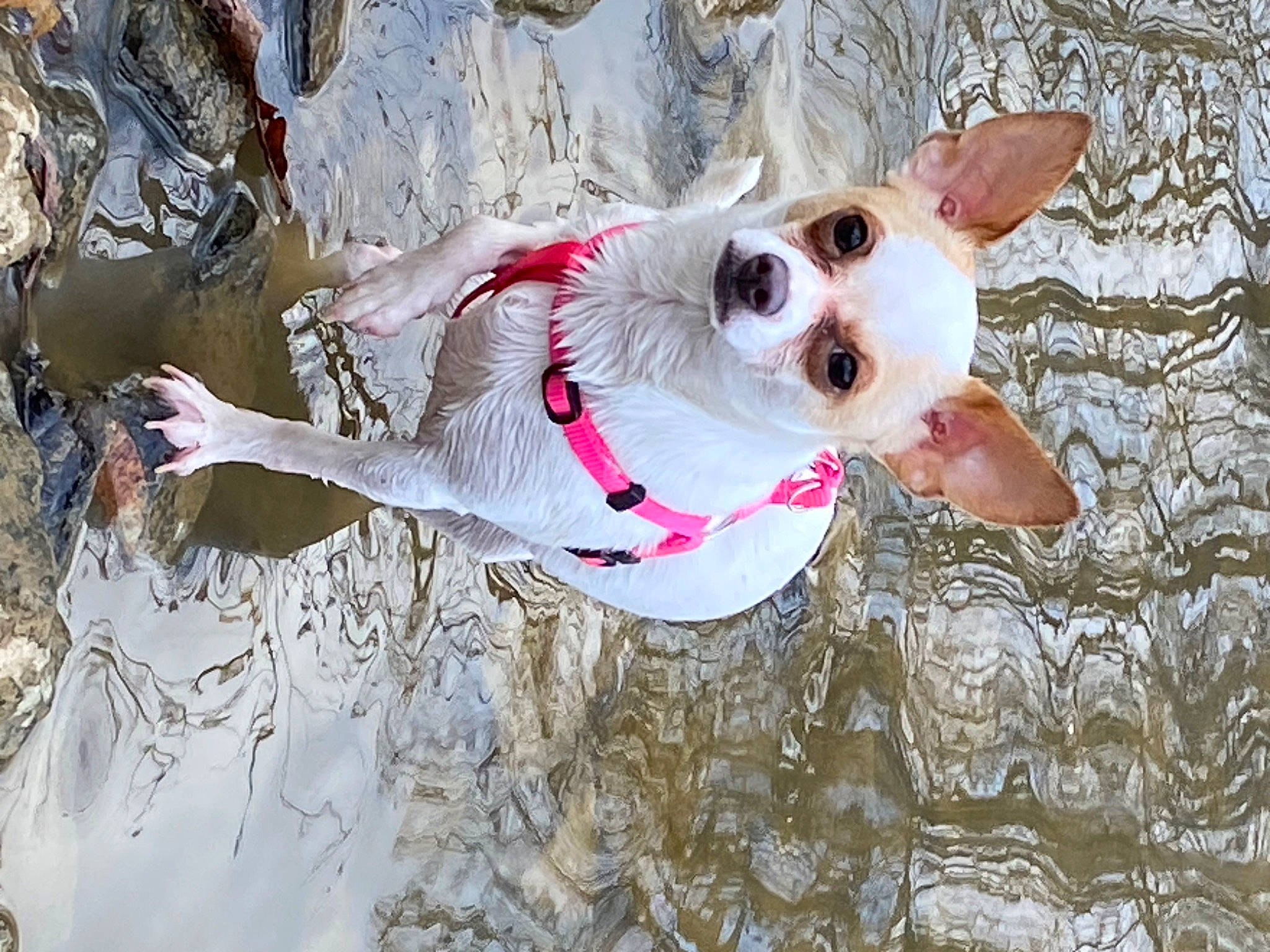 Zero Pumpkin is registered to the contest to win money with this photo: canidae, carnivore, collar, companion_dog, dog, dog_breed, dog_collar, dog_supply, eyewear, fashion_accessory, fawn, happy, leash, snout, sporting_group, tail, tree, twig, water, working_animal