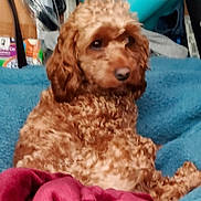 Bailey joined the competition — help win amazing prizes! dog, brown, curly_hair, pet, indoor, blanket, blue_blanket, red_cloth, fur, animal, relaxed, cozy, cute, companion, mammal, domestic_animal, laying_down, resting, portrait, furniture