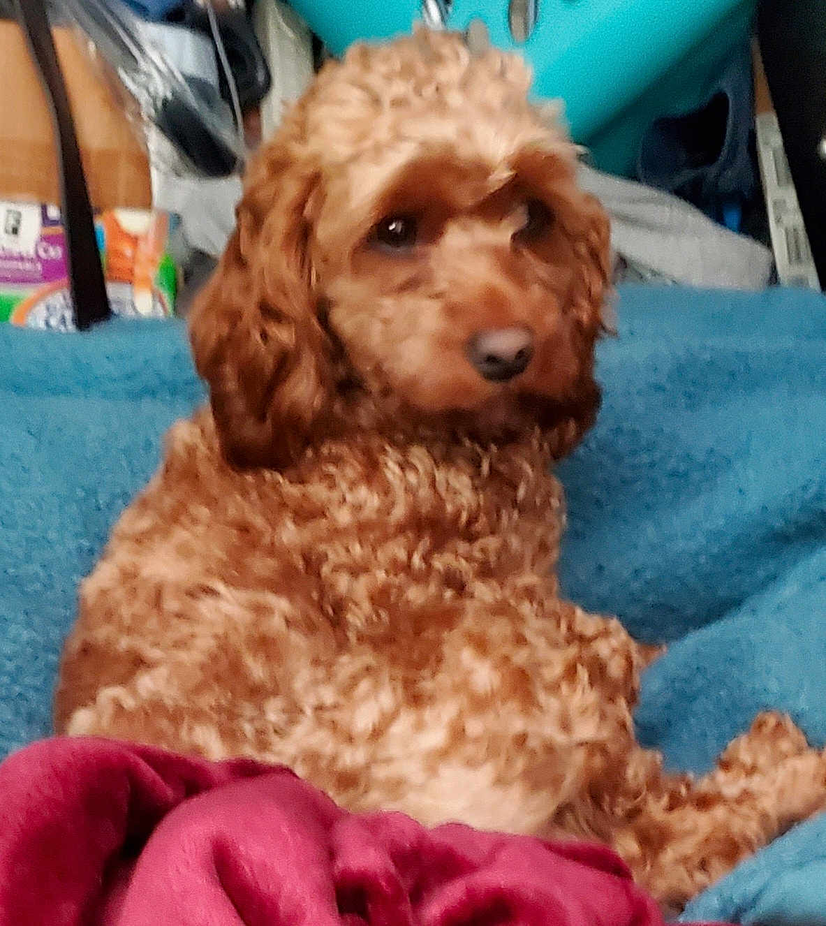 Bailey joined the competition — help win amazing prizes! dog, brown, curly_hair, pet, indoor, blanket, blue_blanket, red_cloth, fur, animal, relaxed, cozy, cute, companion, mammal, domestic_animal, laying_down, resting, portrait, furniture