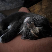 Jelly is registered to the contest to win money with this photo: cat, sleeping, whiskers, fur, closeup, resting, cozy, indoor, pet, animal, cute, relaxation, soft, peaceful, domestic, feline, portrait, napping, calm, warm_lighting