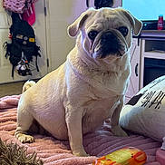 Ukie joined the competition — help win amazing prizes! animal, blanket, bottle, cozy, cute, dog, domestic_animal, ears, expression, face, fur, furniture, home, indoor, pet, pillow, pink, pug, room, sitting