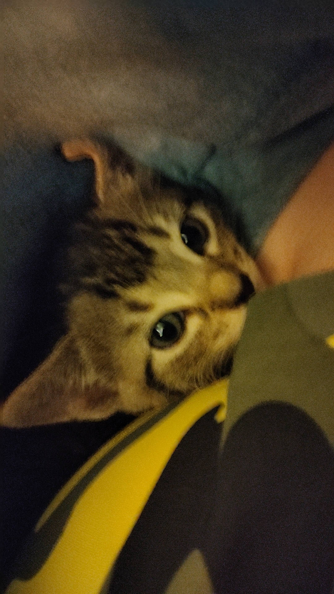 Mochi joined the competition — help win amazing prizes! carnivore, cat, cloud, comfort, darkness, domestic_short_haired_cat, felidae, fur, paw, small_to_medium_sized_cats, snout, square, terrestrial_animal, whiskers, wildlife