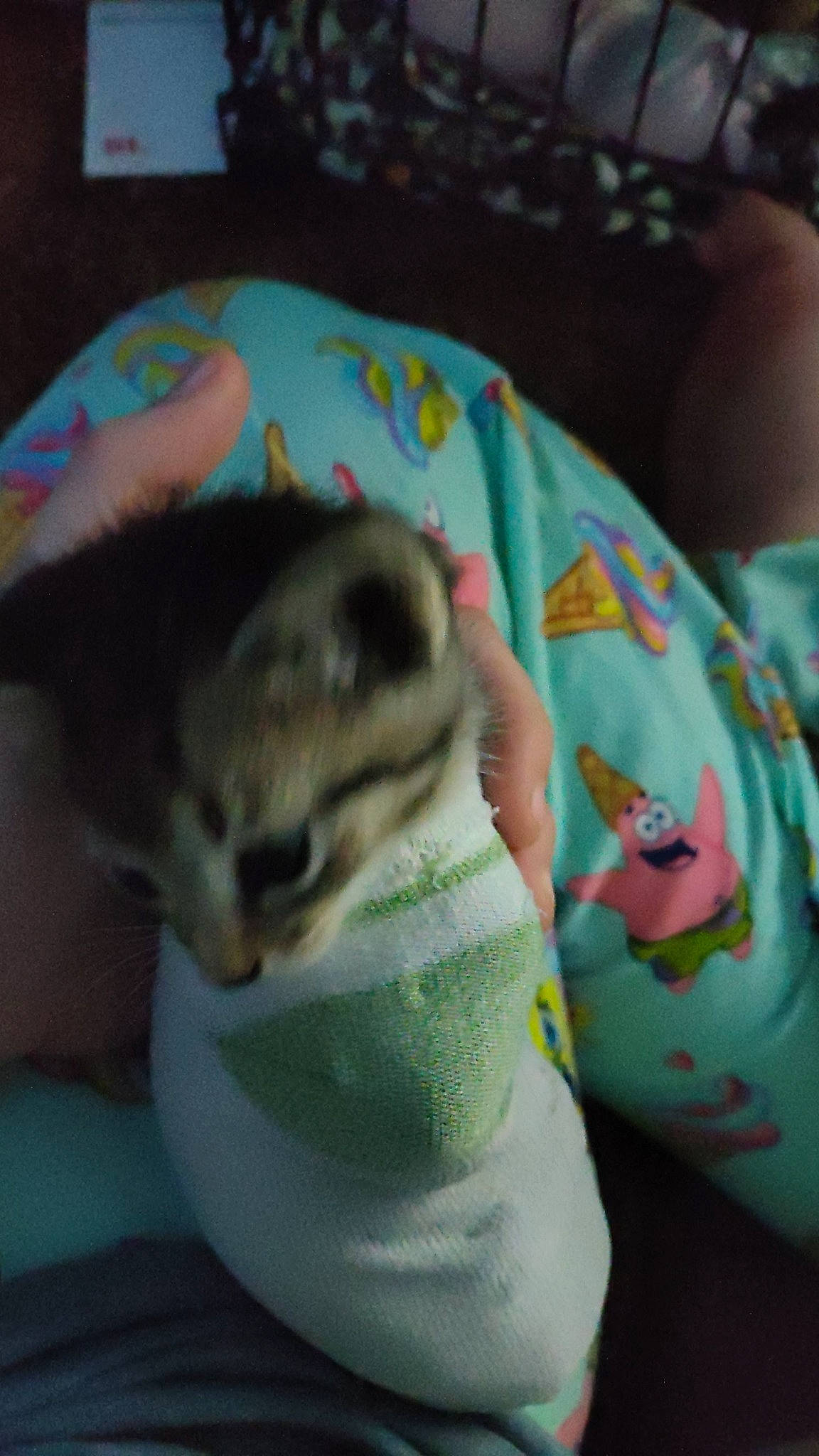 Mochi joined the competition — help win amazing prizes! carnivore, cat, claw, domestic_short_haired_cat, eye, fawn, felidae, foot, fur, linens, nail, paw, plush, rodent, small_to_medium_sized_cats, snout, stuffed_toy, tail, terrestrial_animal, whiskers