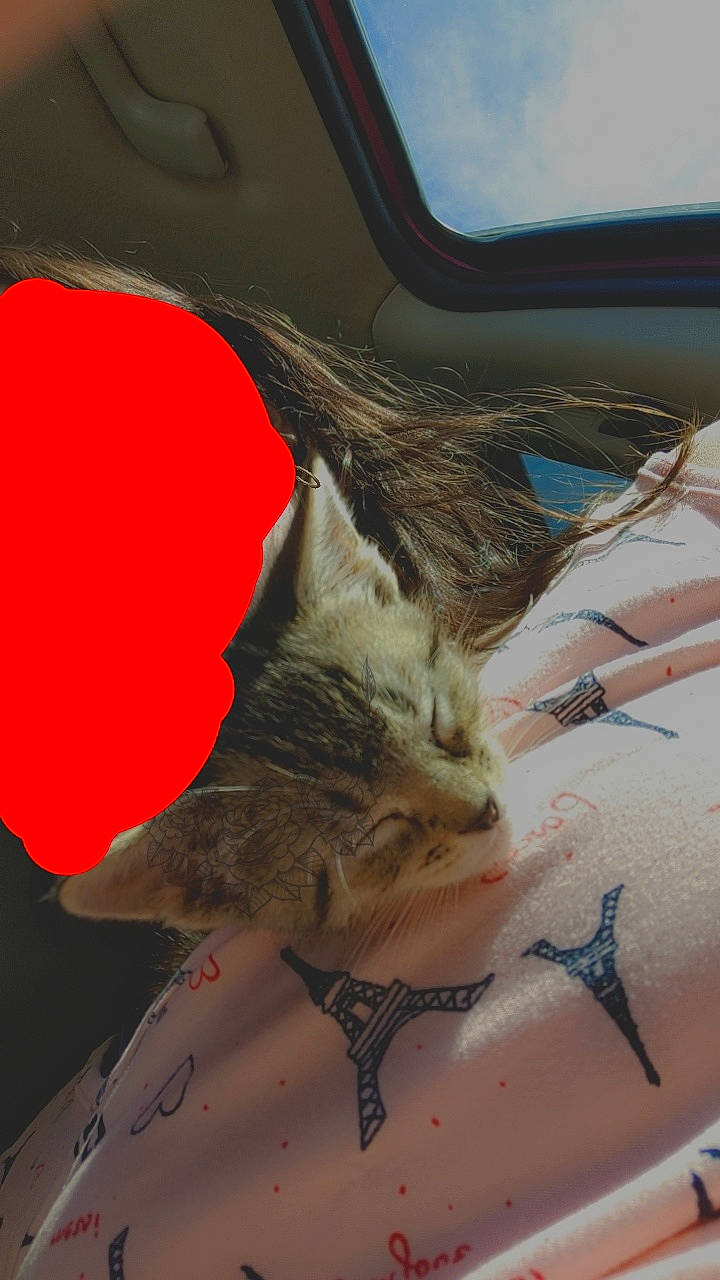 Mochi is registered to the contest to win money with this photo: art, bat, beak, bird, carmine, claw, coquelicot, fashion_accessory, feather, fur, hat, hood, perching_bird, tail, vehicle_door, visual_arts, whiskers, wing, wood