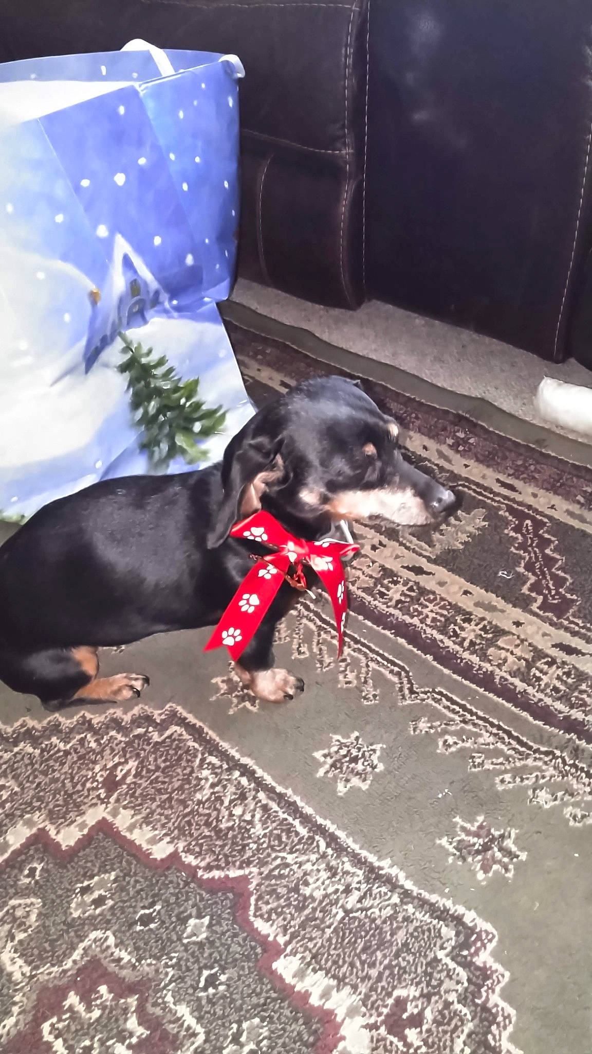 Joy joined the competition — help win amazing prizes! canidae, carmine, carnivore, collar, comfort, companion_dog, dog, dog_breed, dog_supply, flooring, fur, guard_dog, paw, pet_supply, snout, sporting_group, tail, toy_dog, whiskers, working_animal