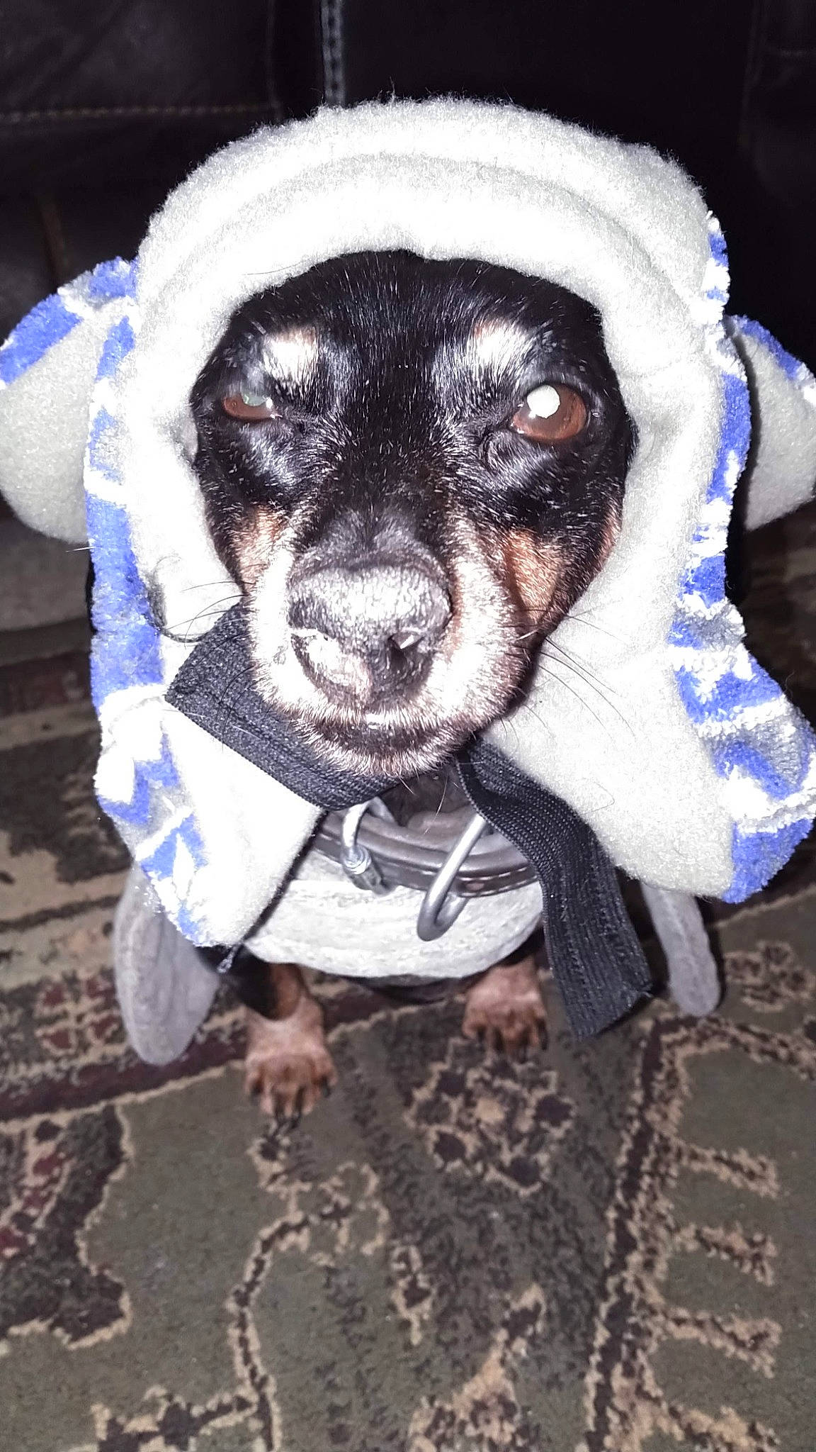 Joy joined the competition — help win amazing prizes! art, canidae, carnivore, companion_dog, costume, dog, dog_breed, dog_clothes, dog_crate, dog_supply, fawn, fur, linens, sitting, snout, sporting_group, t_shirt, toy_dog, whiskers, working_animal