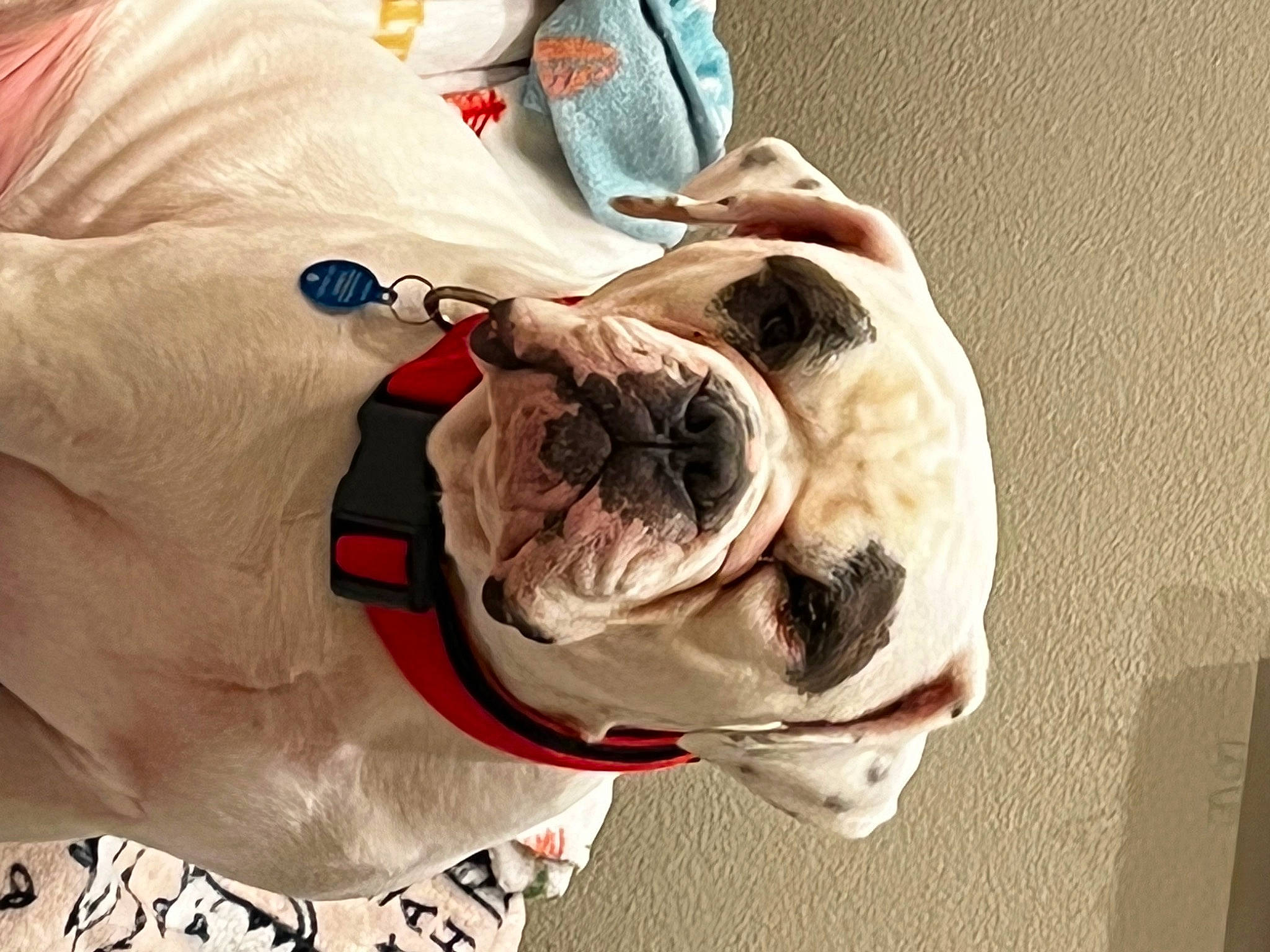 Tiberious is registered to the contest to win money with this photo: bulldog, canidae, carnivore, collar, companion_dog, dog, dog_breed, dog_collar, dog_supply, ear, eyewear, fawn, happy, leash, pet_supply, snout, sporting_group, sunglasses, working_animal, wrinkle