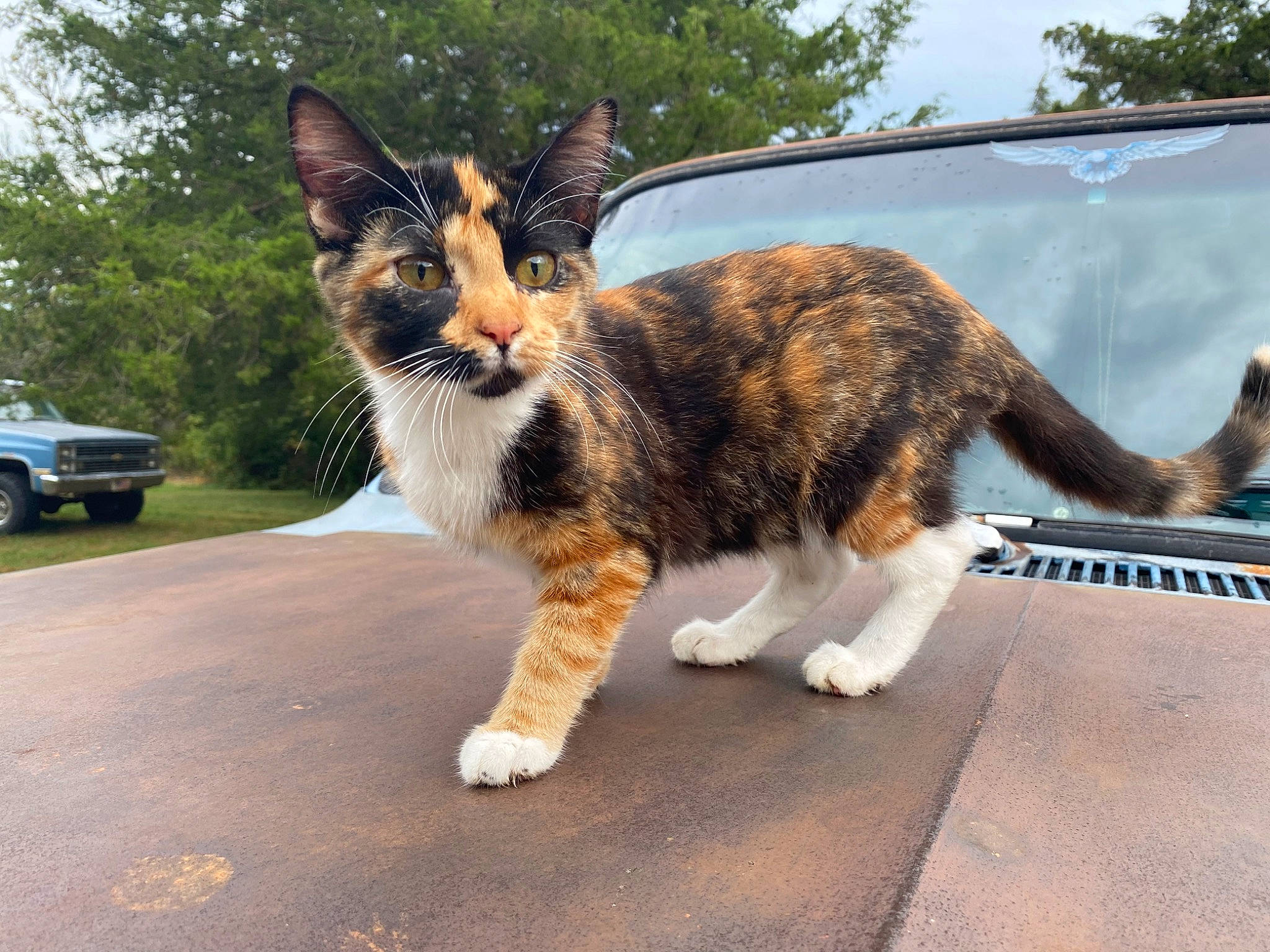 Noodle is registered to the contest to win money with this photo: asphalt, car, carnivore, cat, collar, felidae, grass, plant, road, road_surface, sky, small_to_medium_sized_cats, snout, tail, tire, tree, vehicle, wheel, whiskers, window