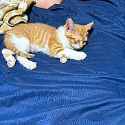 Cody is registered to the contest to win money with this photo: kitten, cat, sleeping, orange_and_white, tabby, pet, animal, cute, furry, bed, blanket, blue, cozy, indoors, towel, relaxed, nap, whiskers, paws, photography