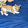 kitten, cat, sleeping, orange_and_white, tabby, pet, animal, cute, furry, bed, blanket, blue, cozy, indoors, towel, relaxed, nap, whiskers, paws, photography
