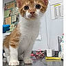 Cody is registered to the contest to win money with this photo: cat, kitten, ginger_cat, orange_cat, white_chest, standing, animal, pet, veterinary_clinic, exam_table, portrait, close_up, wide_eyes, whiskers, ears, paws, medical_equipment, indoor, photograph, cute