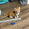 Cody joined the competition — help win amazing prizes! kitten, cat, orange_and_white, sitting, pet, animal, whiskers, ears, eyes, fur, paws, tail, scratcher, cardboard, wooden_floor, food_bowls, cat_food, toy, indoors, home