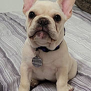 Daisy is registered to the contest to win money with this photo: dog, puppy, french_bulldog, pet, bed, bedspread, striped, collar, tag, ears, cute, animal, indoor, looking, sitting, front_paws, white_wall, fur, small, companion