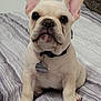 dog, puppy, french_bulldog, pet, bed, bedspread, striped, collar, tag, ears, cute, animal, indoor, looking, sitting, front_paws, white_wall, fur, small, companion