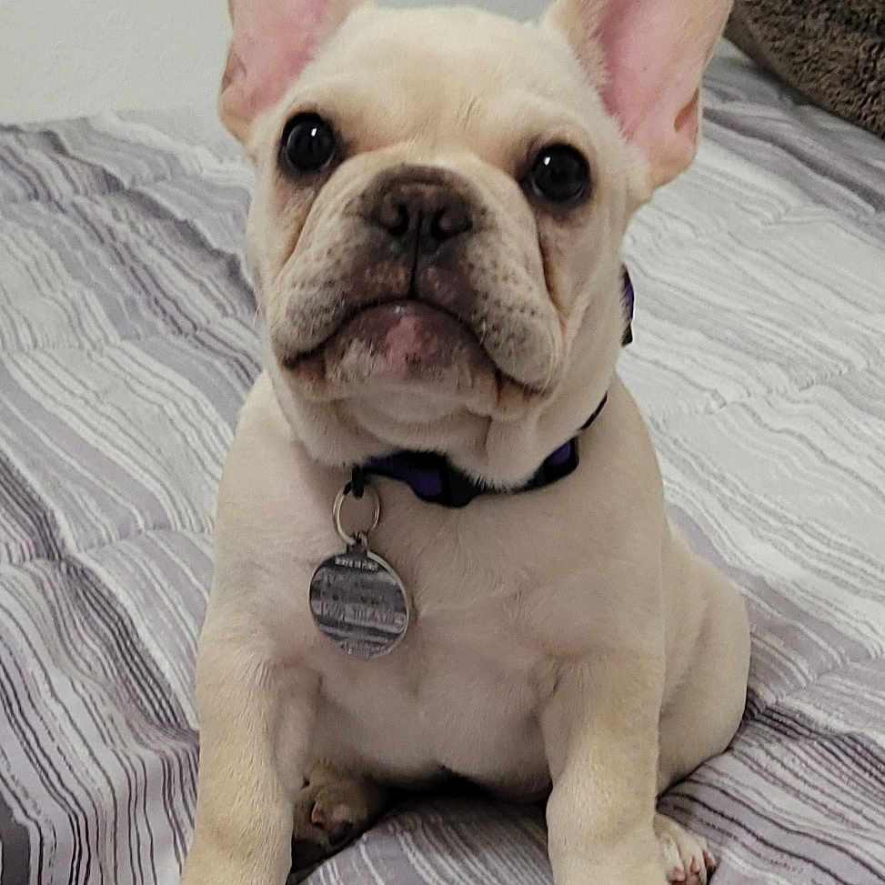 Daisy is registered to the contest to win money with this photo: animal, bed, bedspread, collar, companion, cute, dog, ears, french_bulldog, front_paws, fur, indoor, looking, pet, puppy, sitting, small, striped, tag, white_wall