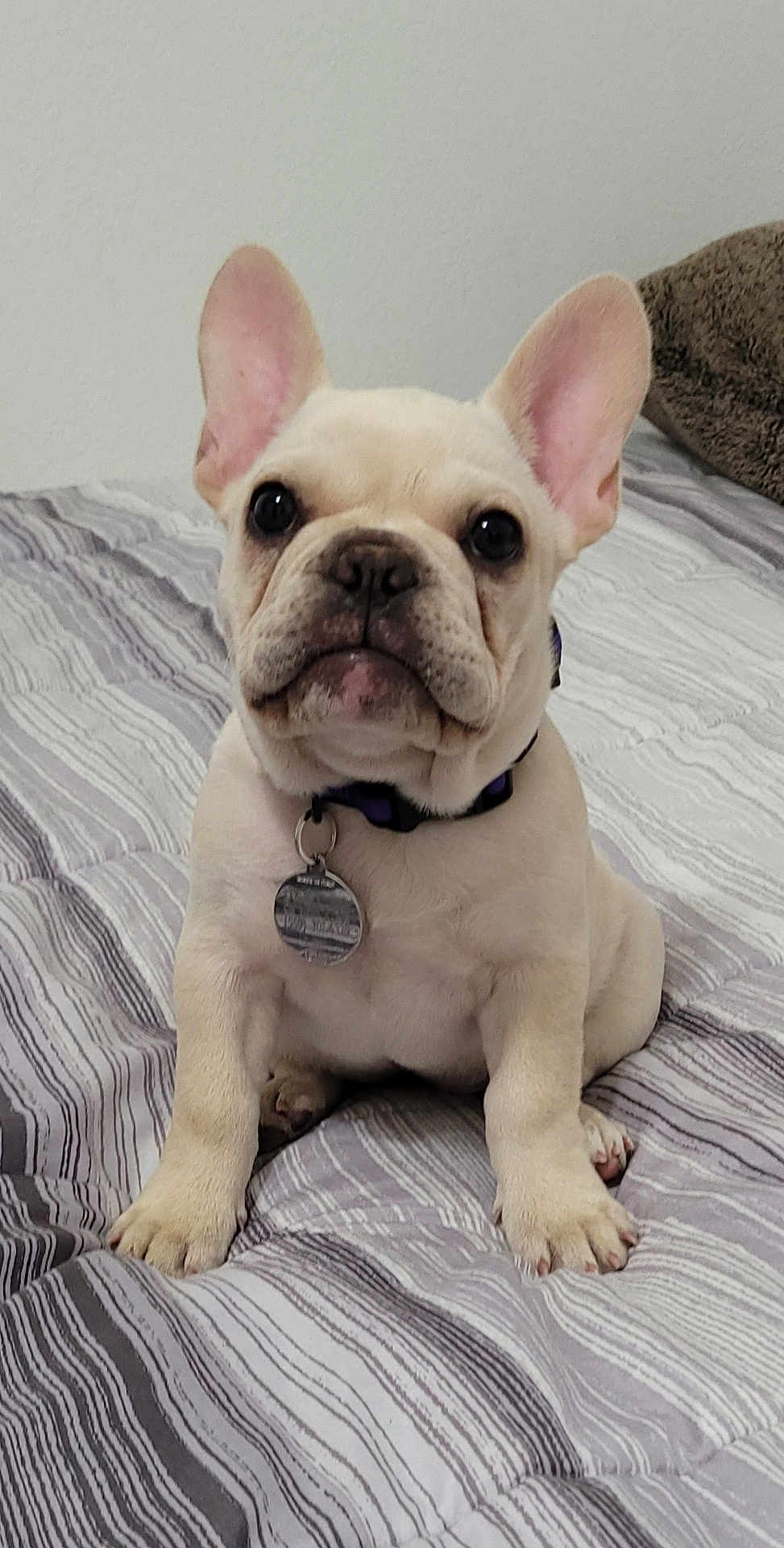 Daisy is registered to the contest to win money with this photo: dog, puppy, french_bulldog, pet, bed, bedspread, striped, collar, tag, ears, cute, animal, indoor, looking, sitting, front_paws, white_wall, fur, small, companion