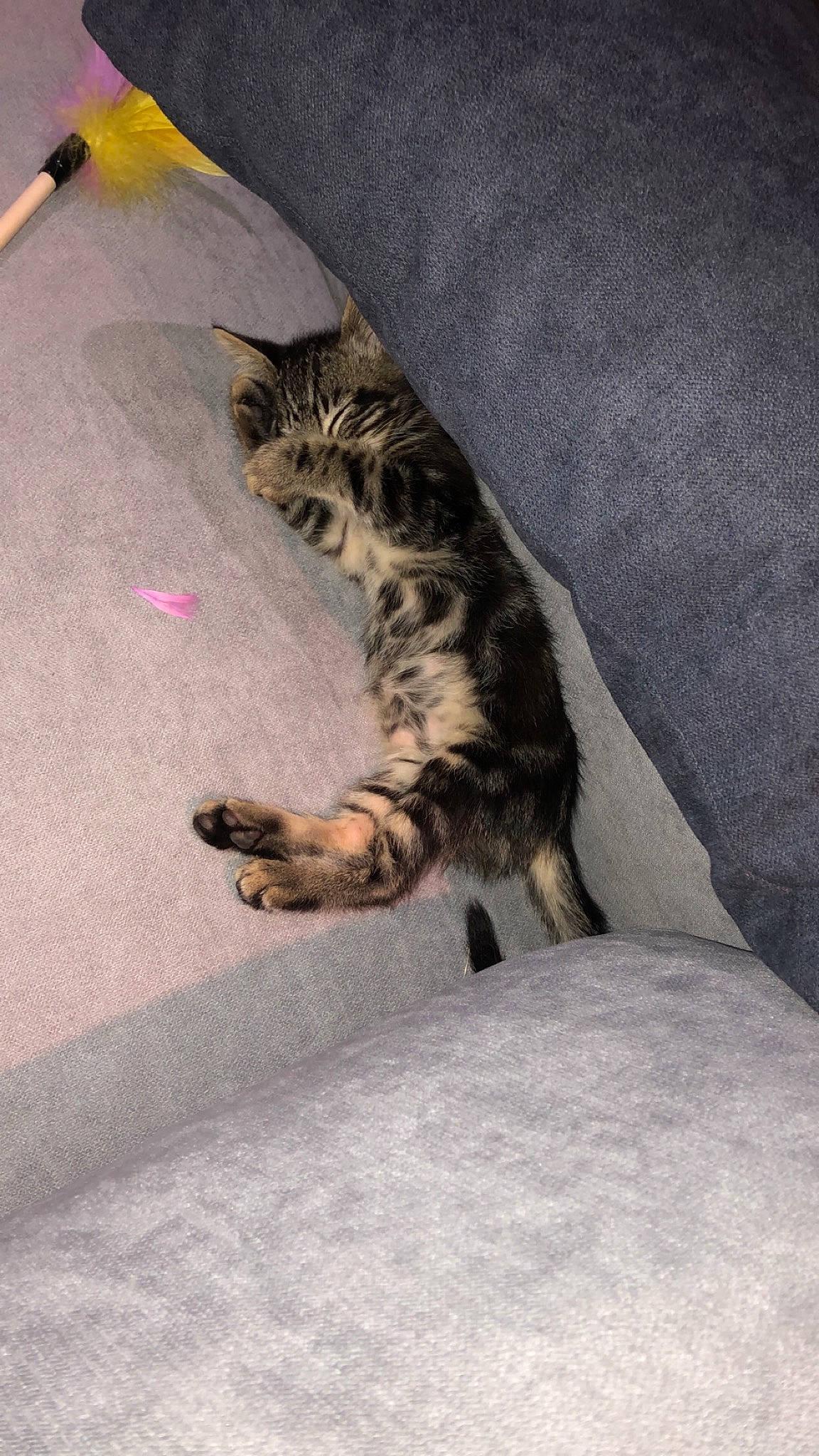 Fuji participe au concours pour gagner de l'argent avec cette photo : carnivore, cat, claw, comfort, domestic_short_haired_cat, fawn, felidae, flooring, fur, grey, human_leg, paw, road_surface, small_to_medium_sized_cats, snout, tail, terrestrial_animal, vertebrate, whiskers, wildlife