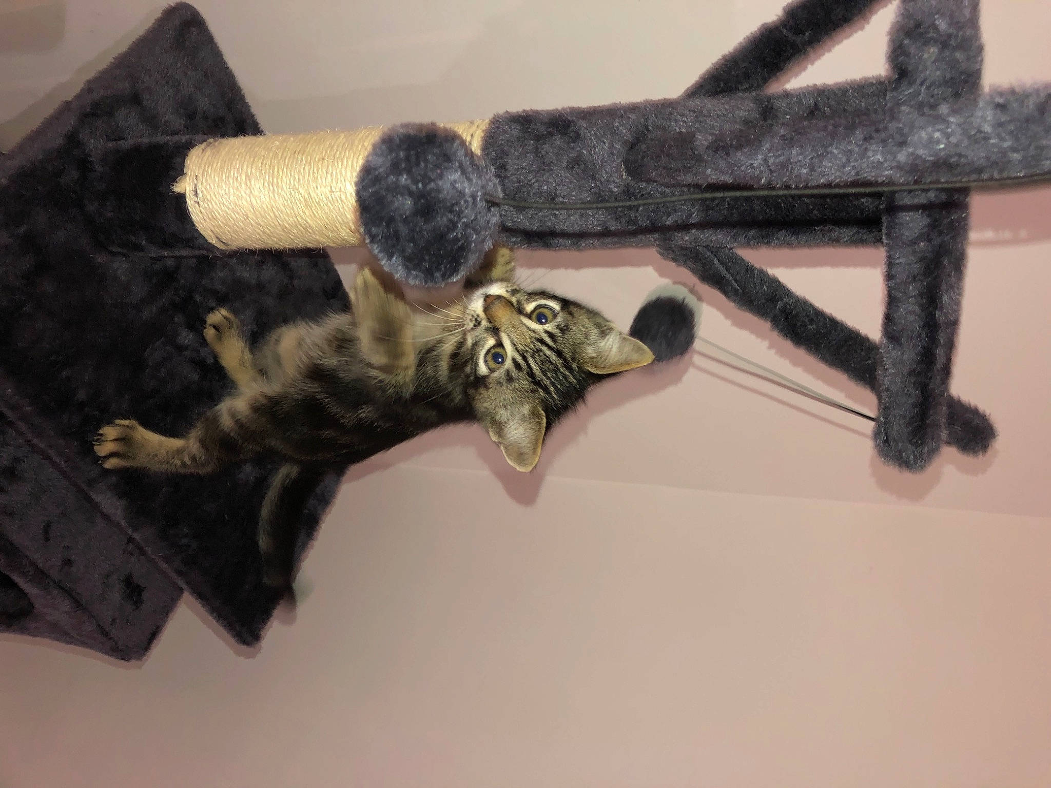 Fuji a rejoint le concours — aidez-le/la à gagner de superbes lots ! art, cat, cross, felidae, fence, hardwood, knot, metal, pattern, plant, rope, small_to_medium_sized_cats, tail, terrestrial_animal, twig, wood