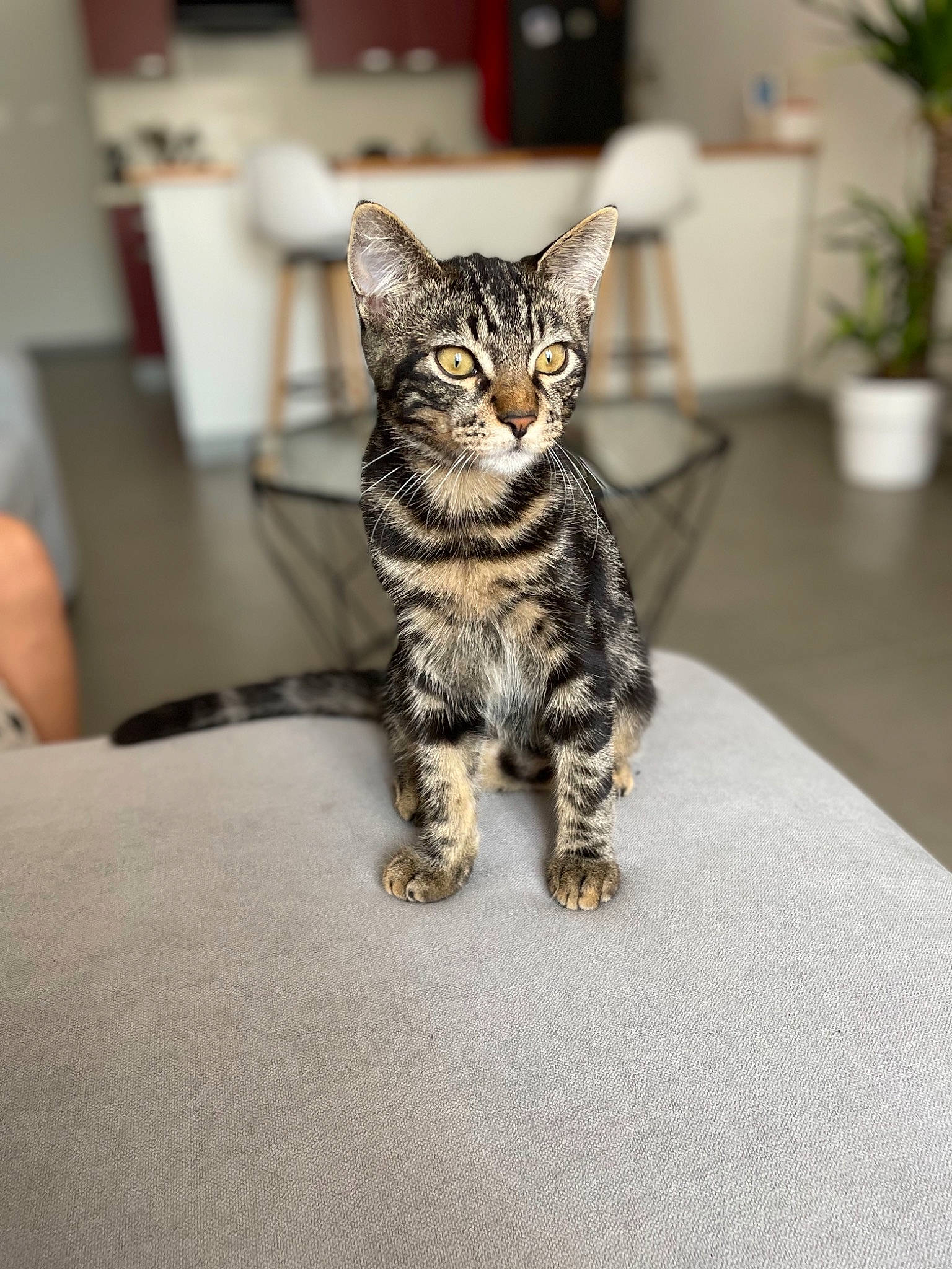 Fuji a rejoint le concours — aidez-le/la à gagner de superbes lots ! carnivore, cat, claw, domestic_short_haired_cat, door, felidae, flooring, flowerpot, fur, grey, houseplant, paw, plant, sitting, small_to_medium_sized_cats, snout, tail, terrestrial_animal, whiskers, wildlife