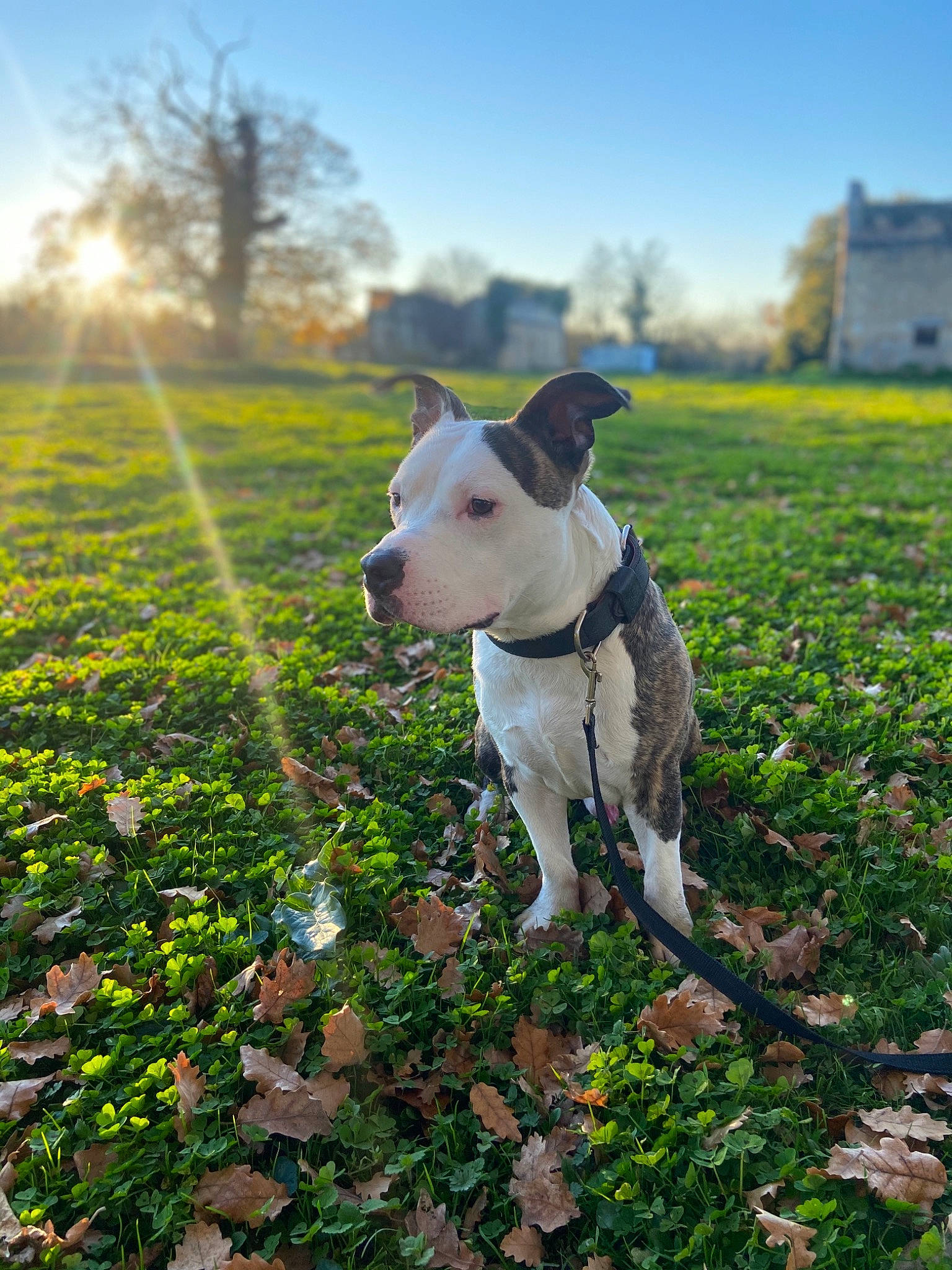 Prime participe au concours pour gagner de l'argent avec cette photo : carnivore, cloud, collar, companion_dog, dog, dog_breed, dog_collar, fawn, grass, grassland, groundcover, happy, landscape, meadow, pet_supply, plant, sky, tail, tree, working_animal