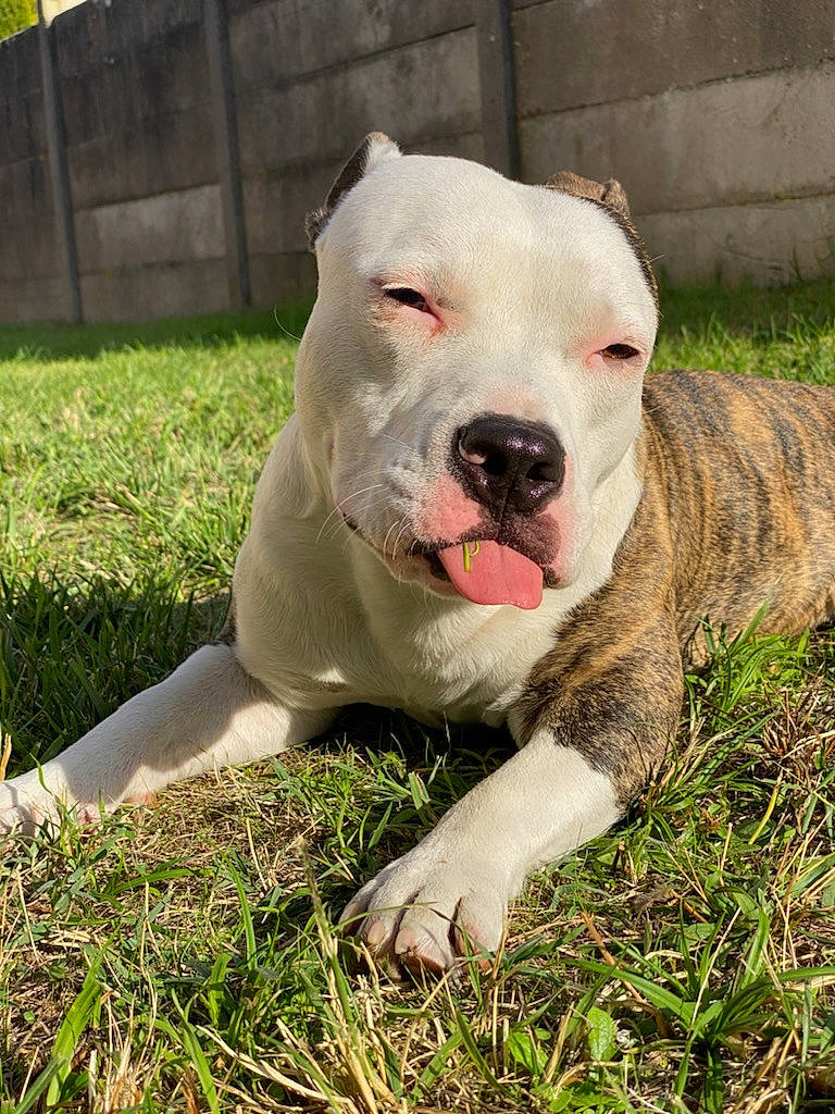 Prime participe au concours pour gagner de l'argent avec cette photo : canidae, carnivore, companion_dog, cordoba_fighting_dog, dog, dog_breed, dogo_guatemalteco, fawn, grass, molosser, non_sporting_group, plant, sporting_group, tail, terrestrial_animal, whiskers, working_animal, working_dog