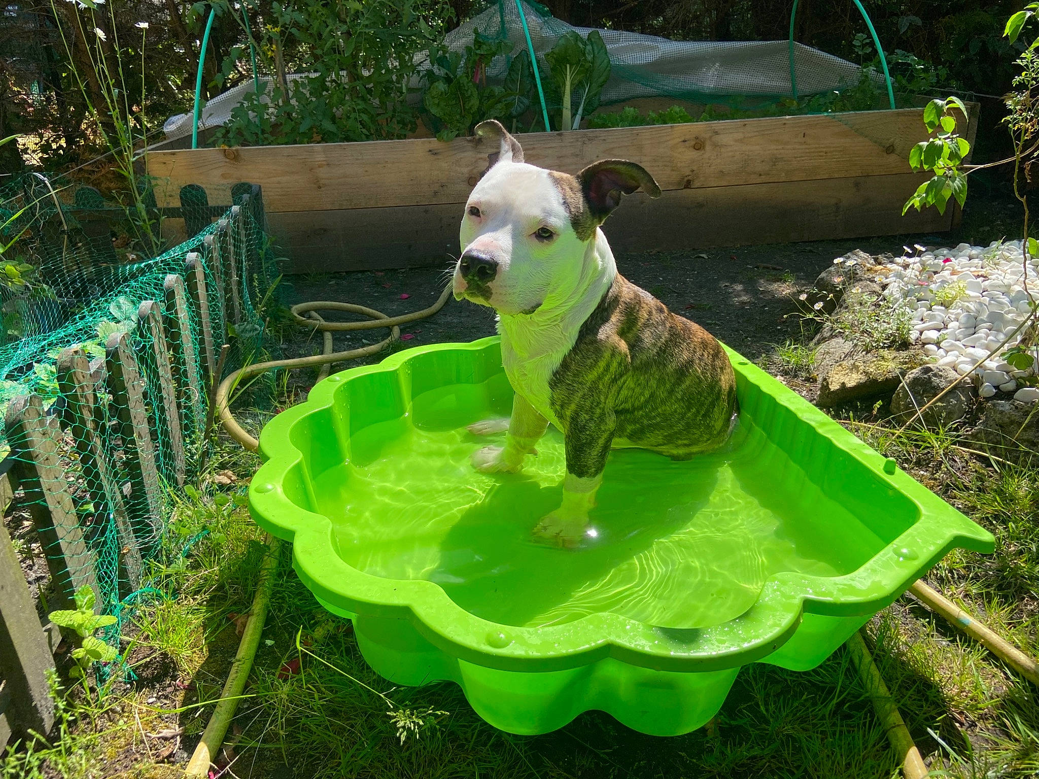 Prime a rejoint le concours — aidez-le/la à gagner de superbes lots ! botany, carnivore, companion_dog, dog, dog_breed, dog_supply, fawn, grass, green, groundcover, leisure, mammal, mesh, pet_supply, plant, shrub, tail, terrestrial_animal, terrestrial_plant, vertebrate