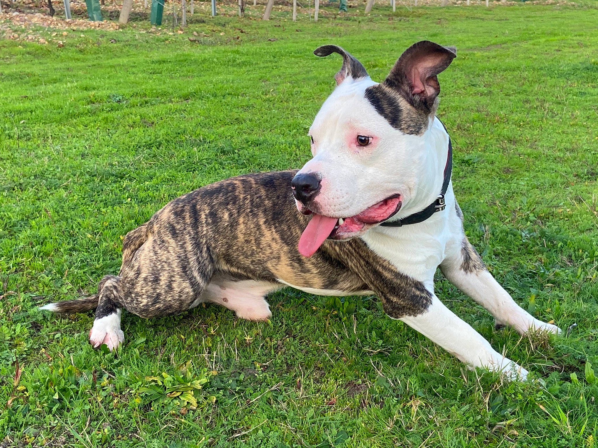 Prime a rejoint le concours — aidez-le/la à gagner de superbes lots ! canidae, carnivore, collar, companion_dog, dog, dog_breed, dog_collar, dog_supply, fawn, grass, groundcover, guard_dog, leash, plant, snout, sporting_group, tail, terrier, working_animal, working_dog