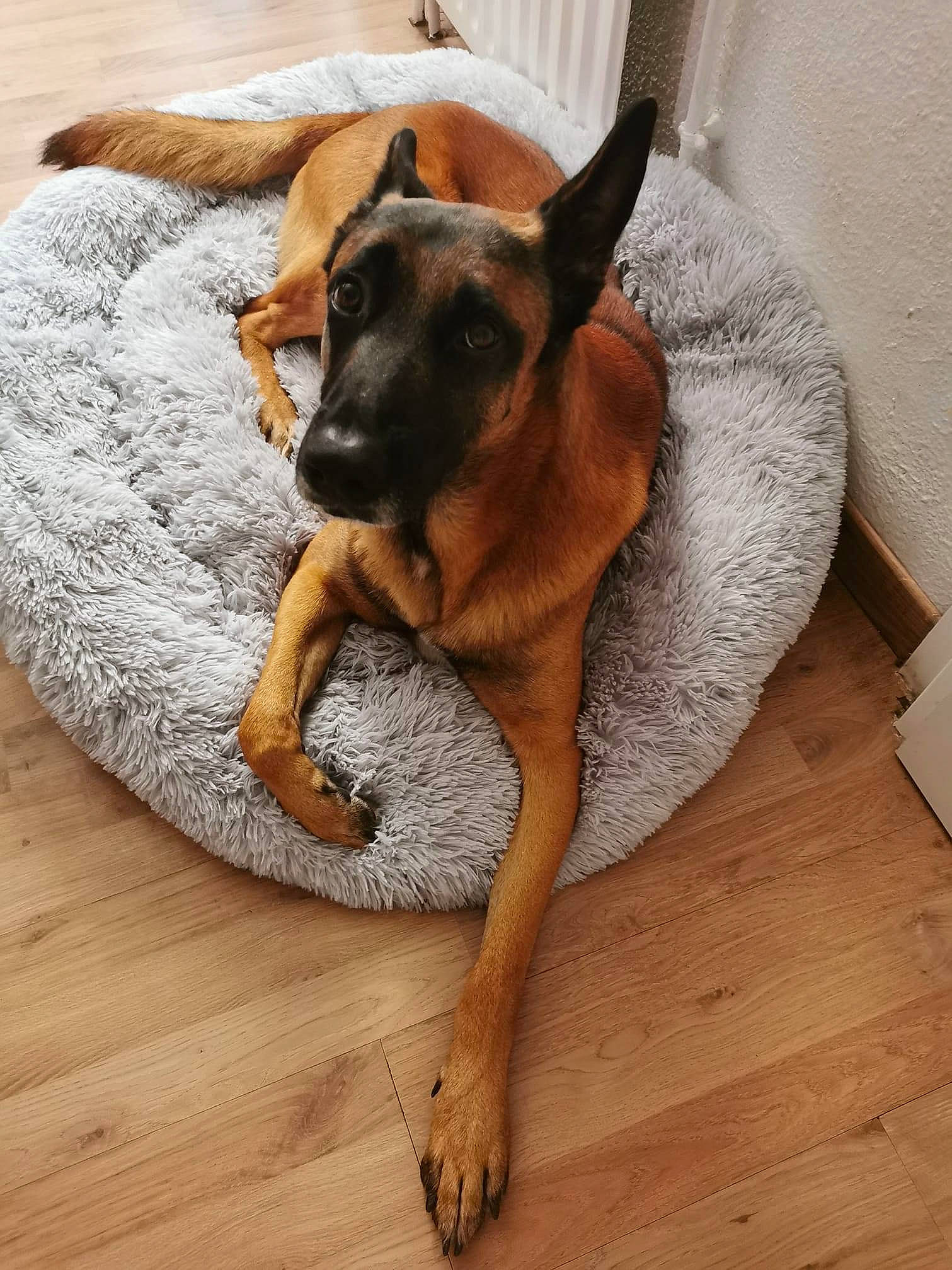 Masaï participe au concours pour gagner de l'argent avec cette photo : canidae, carnivore, comfort, companion_dog, dog, dog_breed, dog_supply, fawn, floor, flooring, grey, hardwood, paw, snout, sporting_group, tail, toy_dog, wood, wood_flooring, working_animal